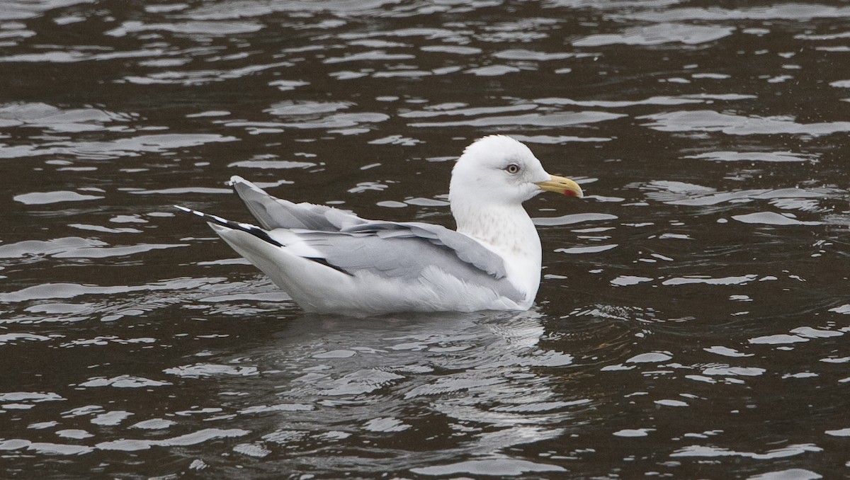 Iceland Gull (Thayer's) - Brian Sullivan