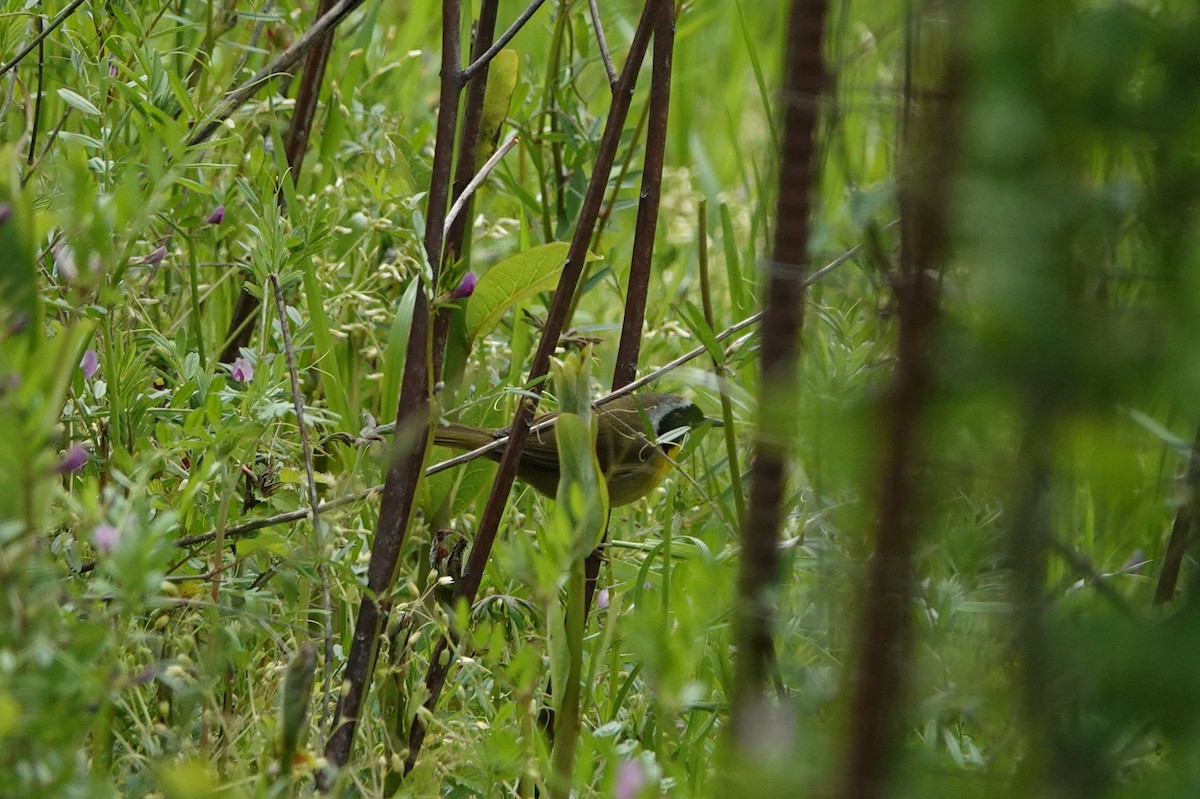 Common Yellowthroat - ML228657841