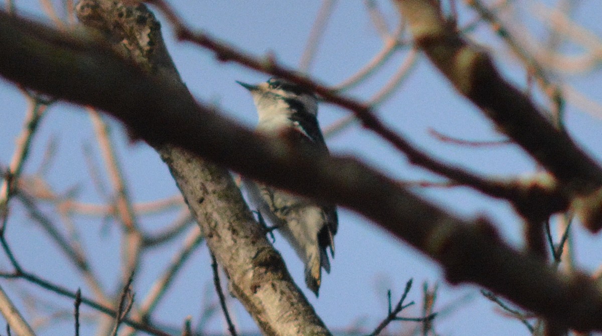 Downy Woodpecker - ML22865831