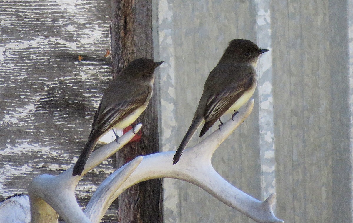 Eastern Phoebe - ML228658391