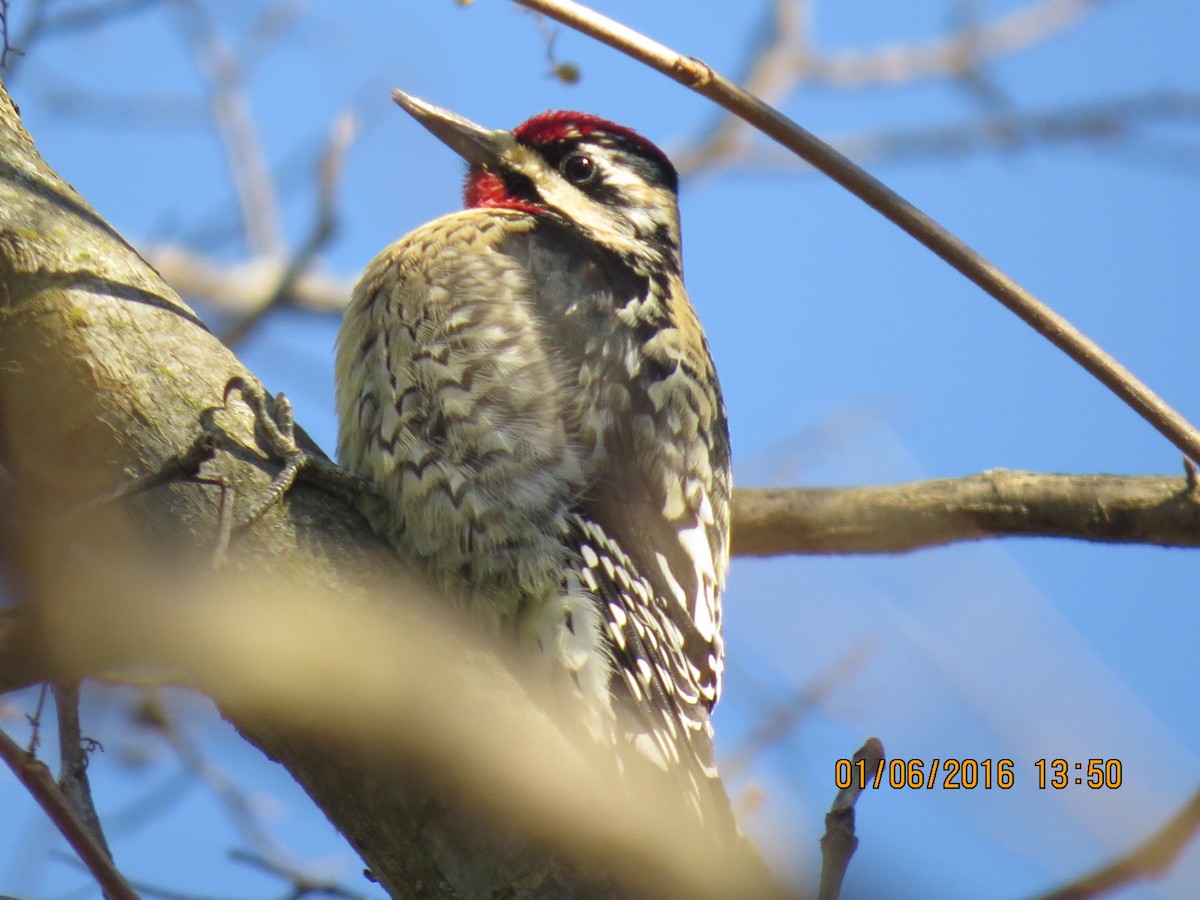 Yellow-bellied Sapsucker - Rhett Quigley