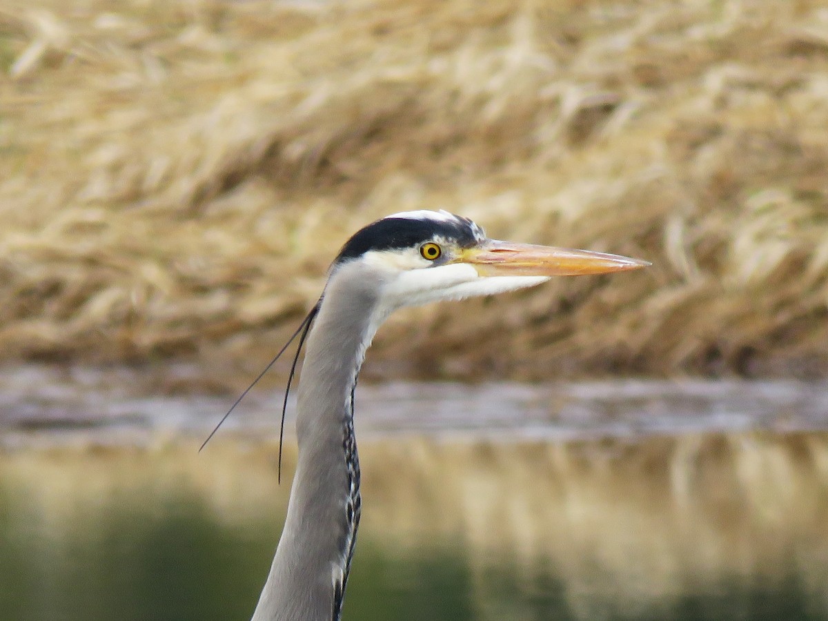 Great Blue Heron - Michael Morris