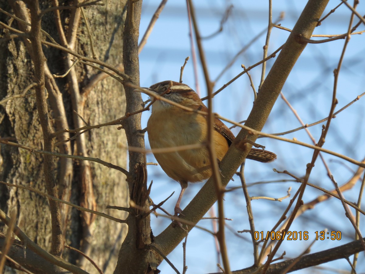 Carolina Wren - ML22866181