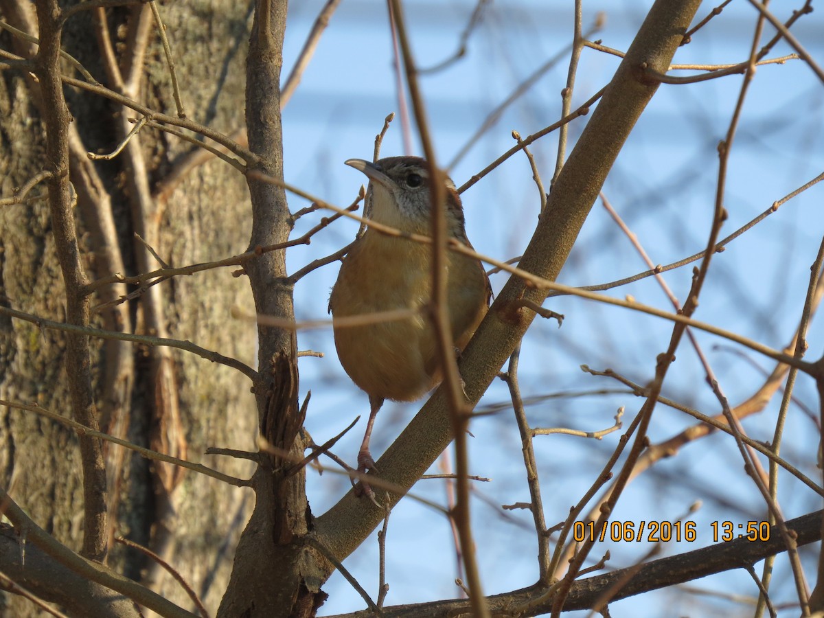 Carolina Wren - ML22866211