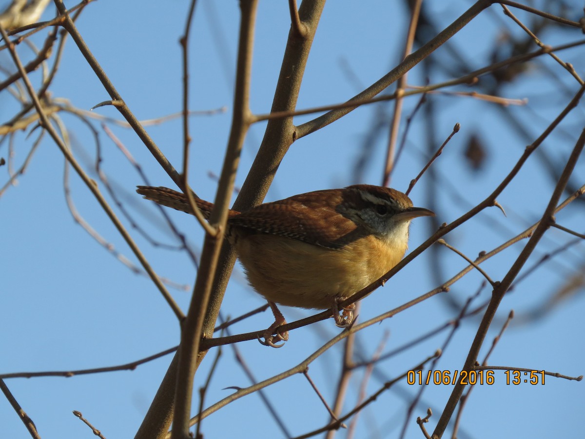 Carolina Wren - ML22866221