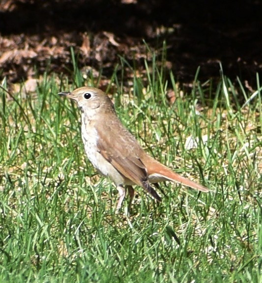 Hermit Thrush - ML228662301