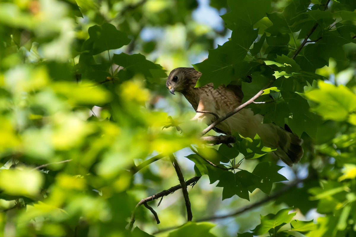 Red-shouldered Hawk - ML228662661