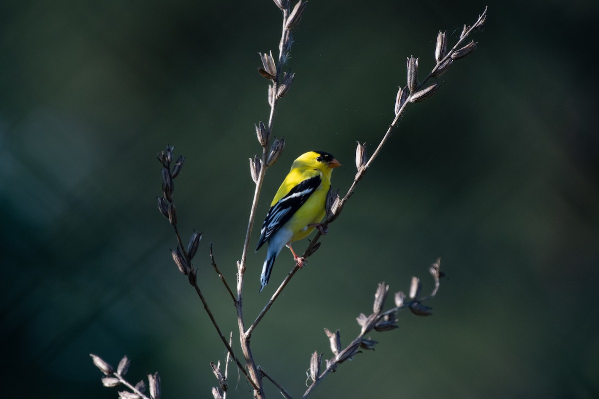 American Goldfinch - ML228662761