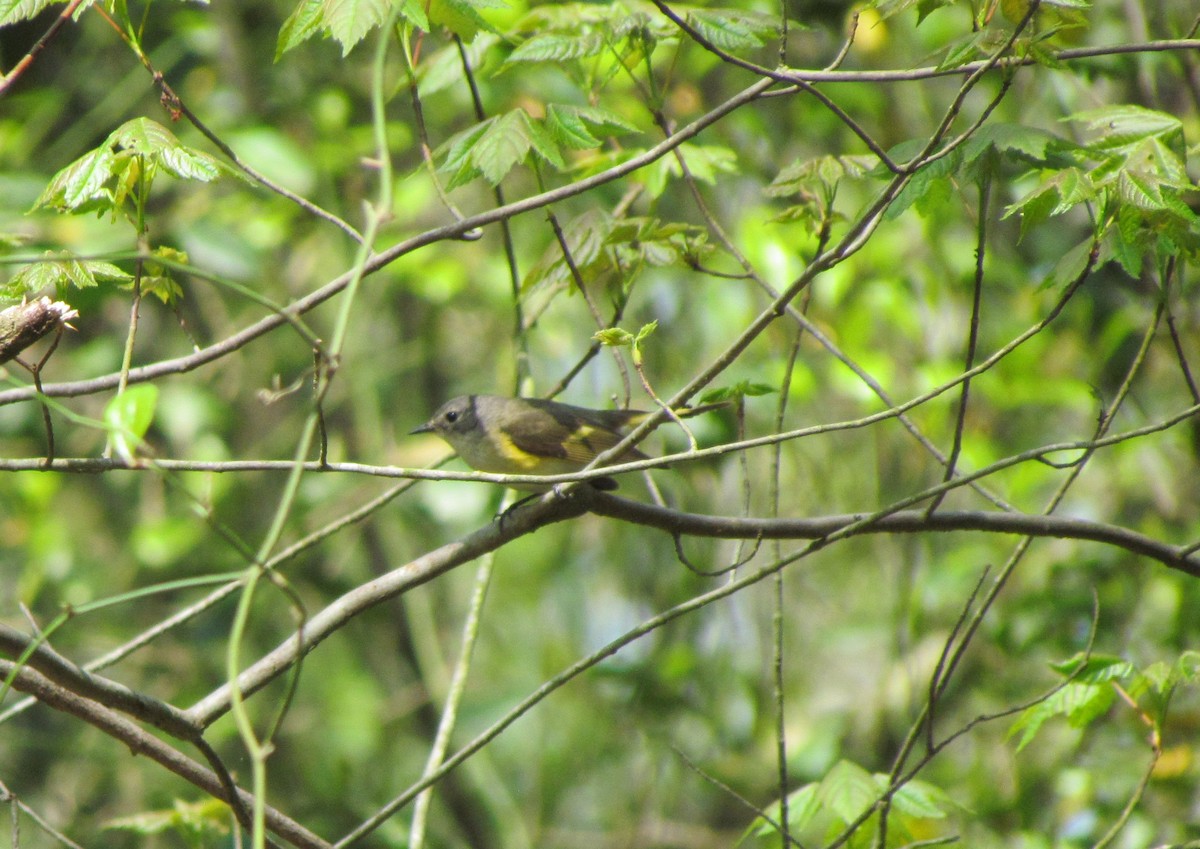 American Redstart - ML228663341