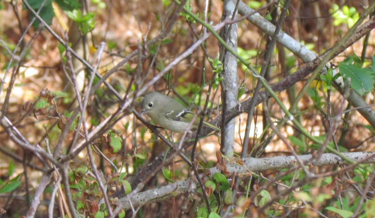 Ruby-crowned Kinglet - ML228664111