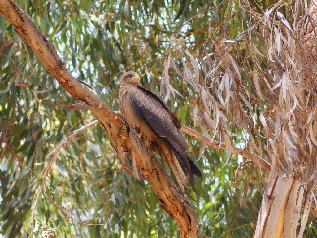 Black Kite (Yellow-billed) - ML228664131