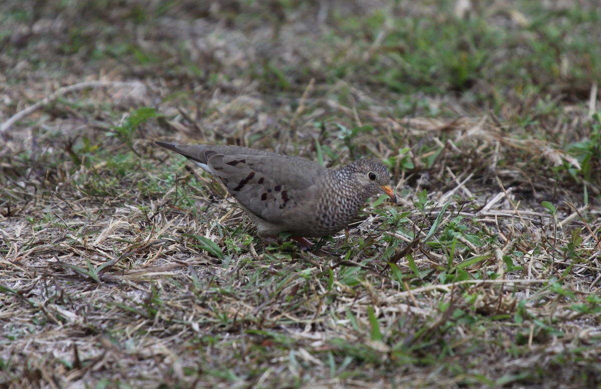 Common Ground Dove - ML228664191