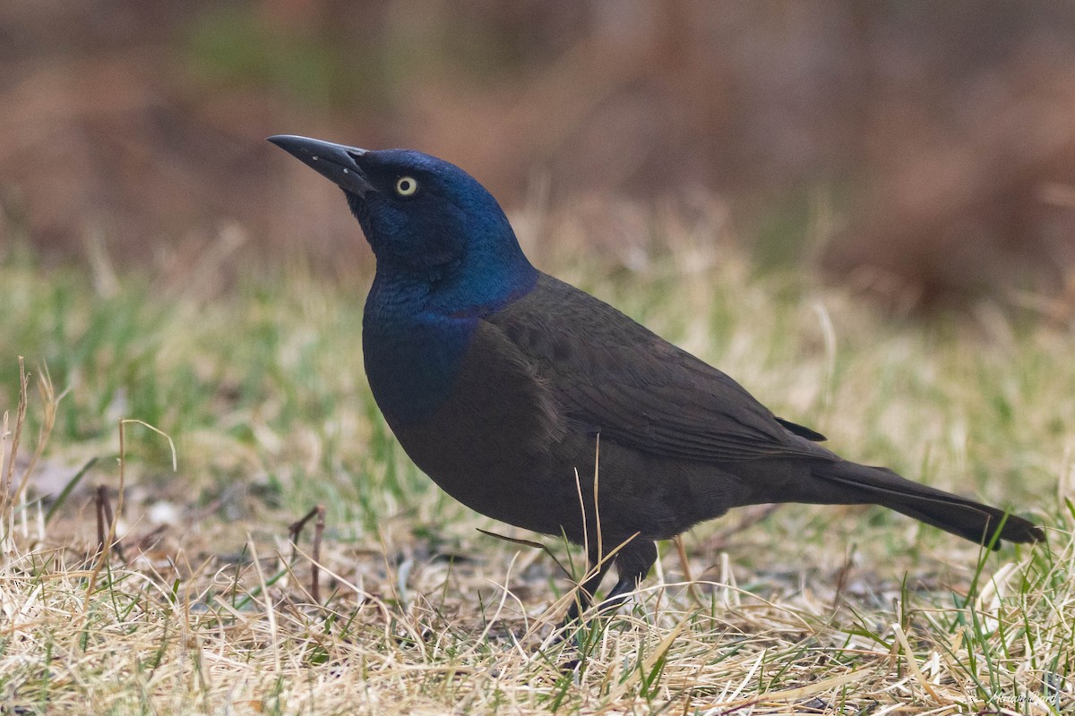 Common Grackle - ML228664471