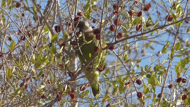 チャガシラハネナガインコ - ML228664611