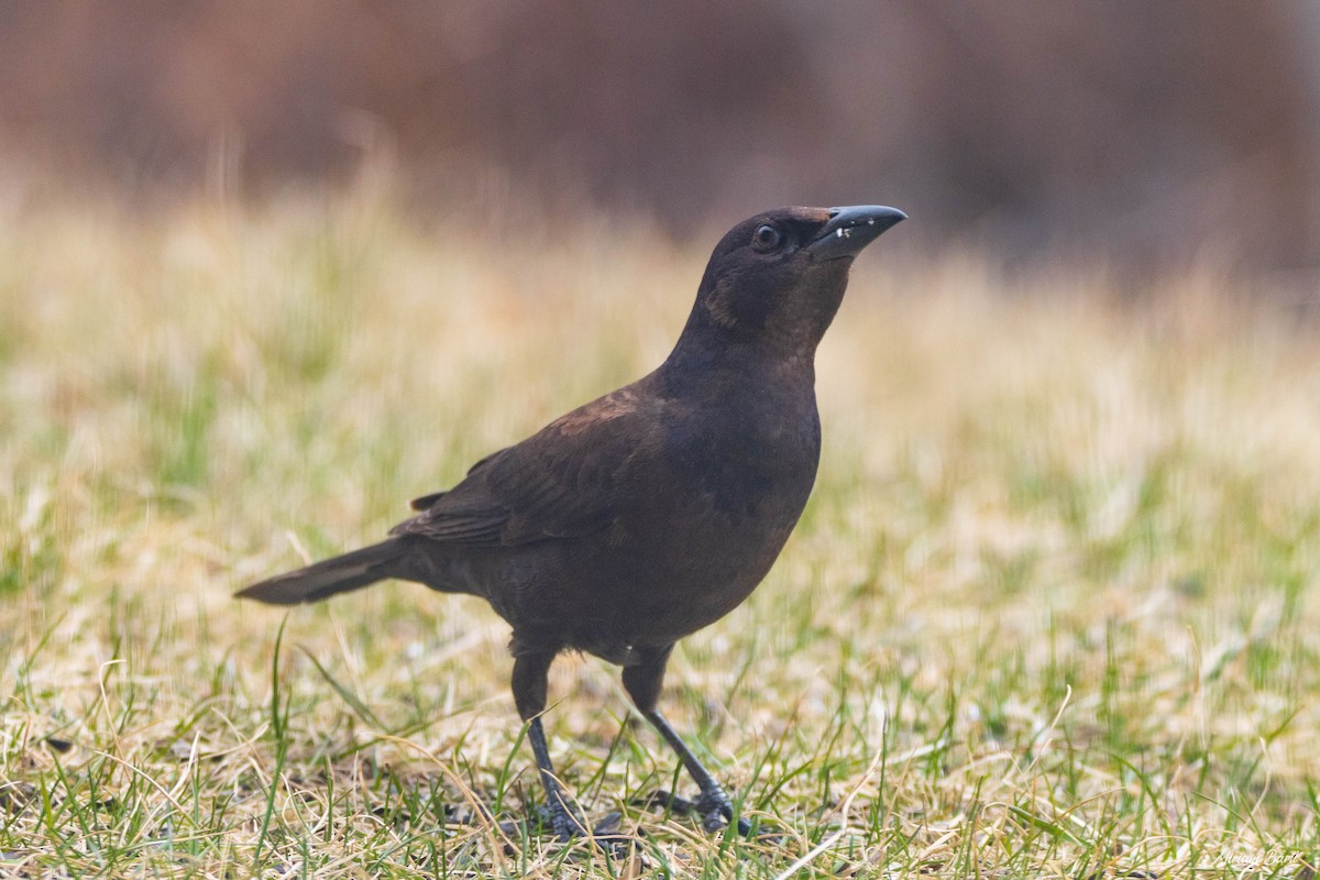 Common Grackle - ML228664681