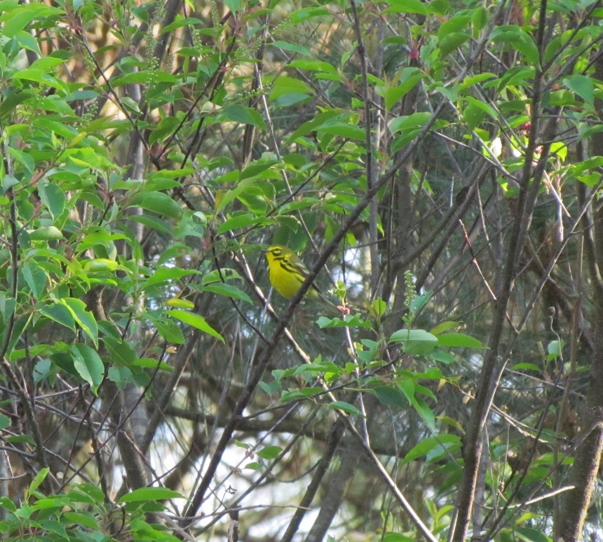 Prairie Warbler - ML228664911