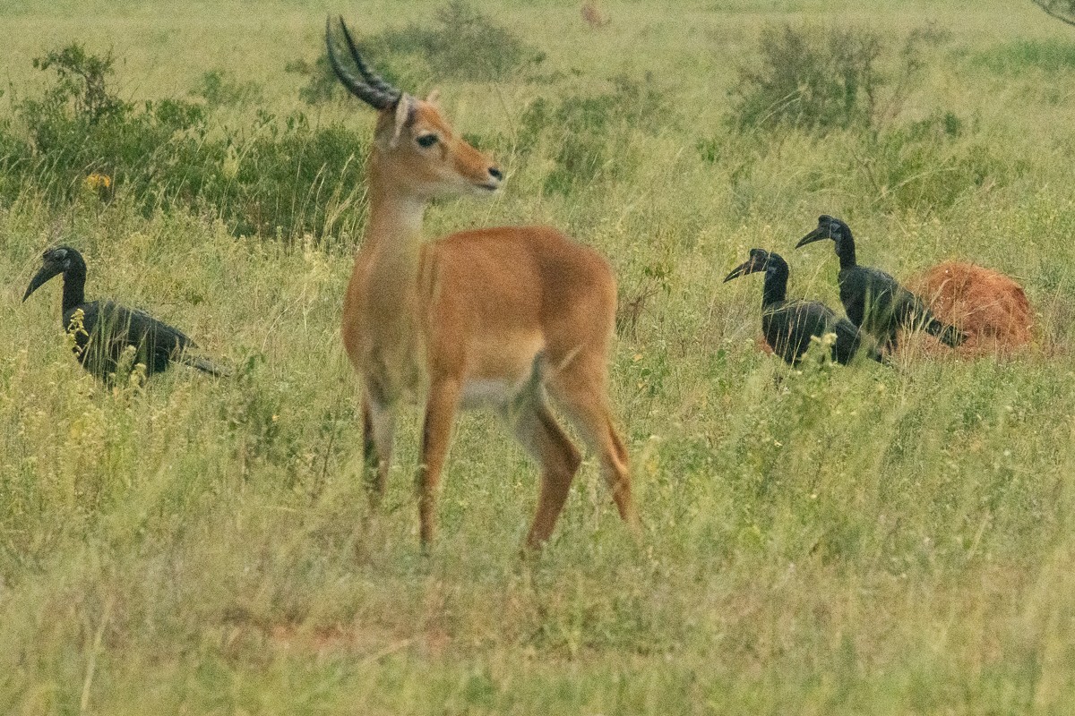 Abyssinian Ground-Hornbill - Frédéric Bacuez