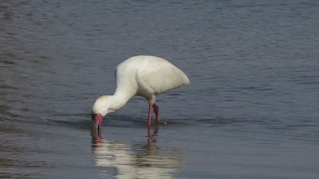 African Spoonbill - ML228665701