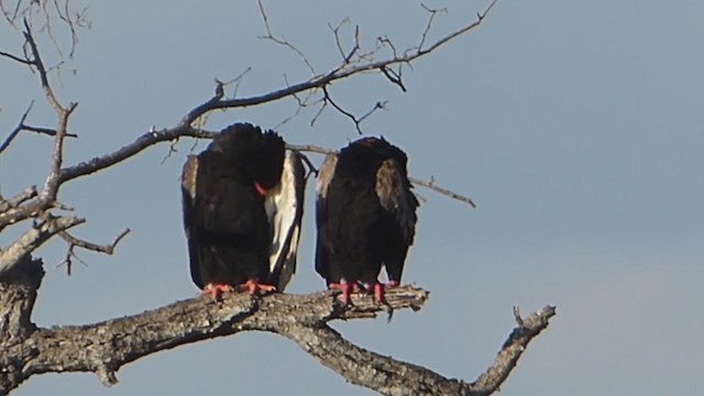 Bateleur des savanes - ML228667371