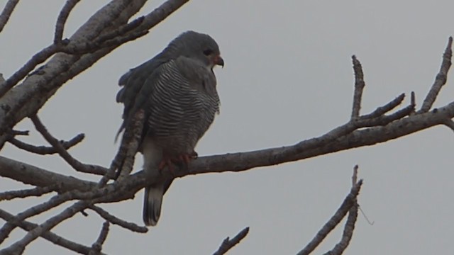 Lizard Buzzard - ML228668021