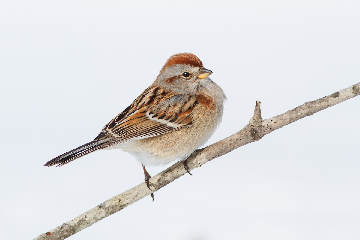 American Tree Sparrow - ML228668281