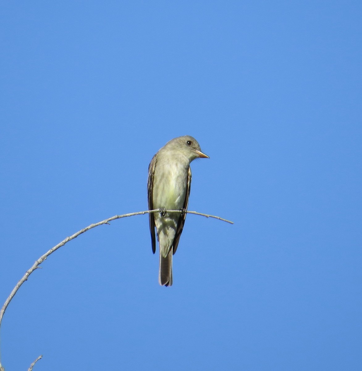 Western Wood-Pewee - ML228668721