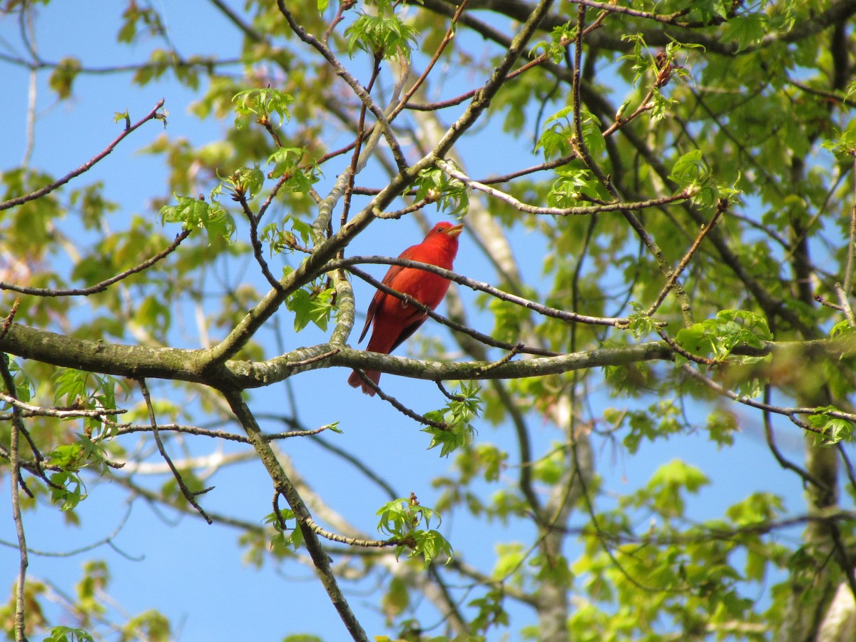 Summer Tanager - ML228669361