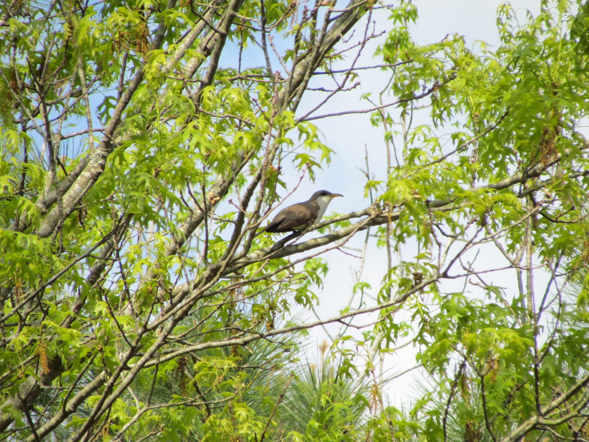 Yellow-billed Cuckoo - ML228669461