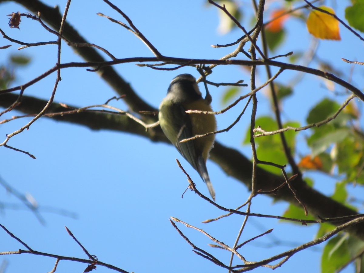 Eurasian Blue Tit - ML228669501