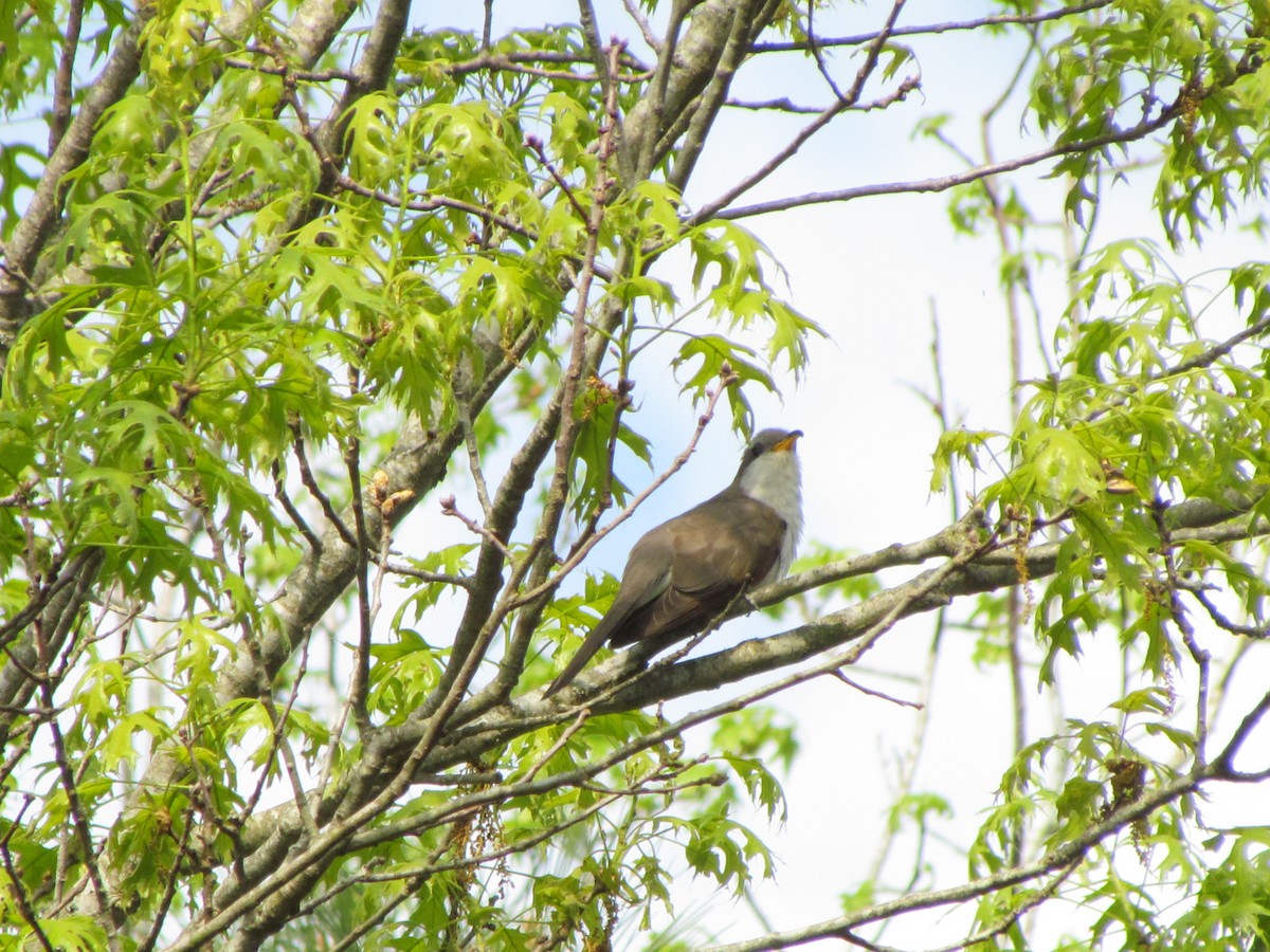 Yellow-billed Cuckoo - ML228669581