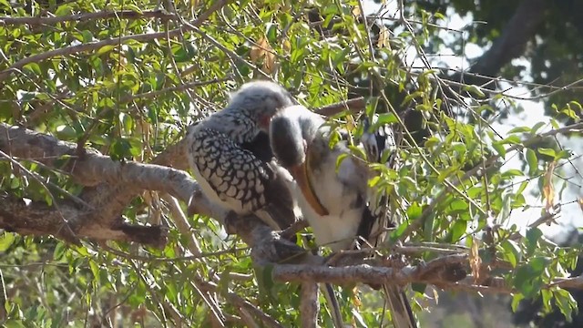 Southern Yellow-billed Hornbill - ML228669661