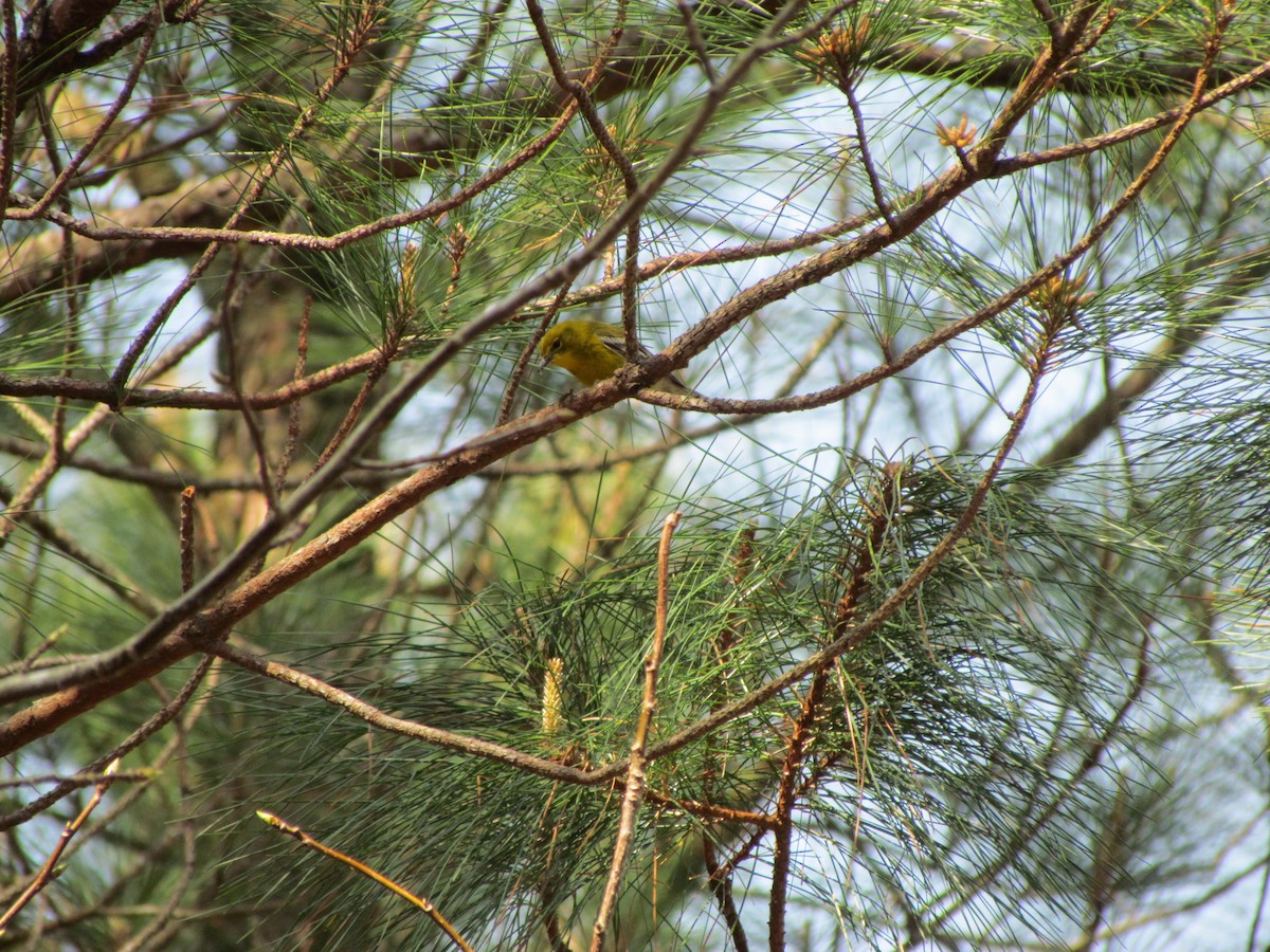 Pine Warbler - ML228669701