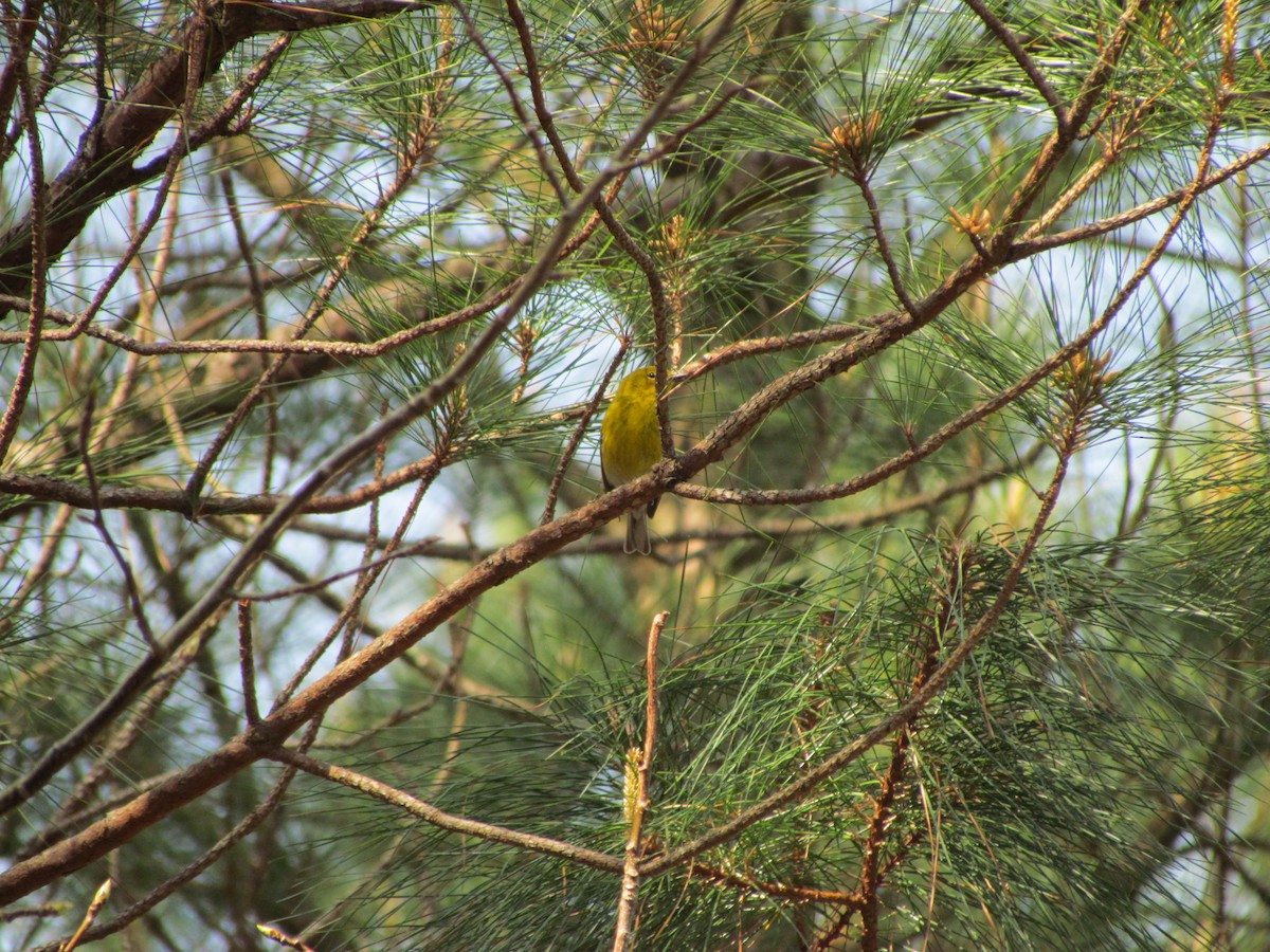 Pine Warbler - ML228669731