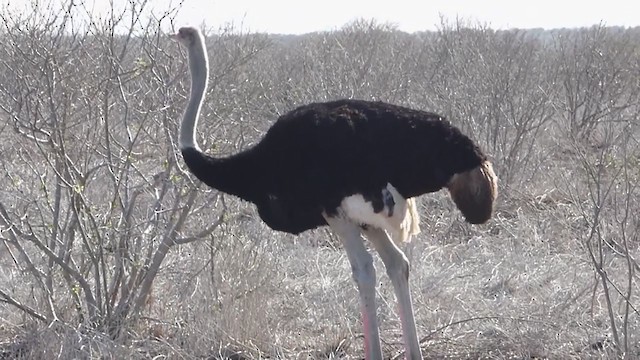 Common Ostrich - ML228671261