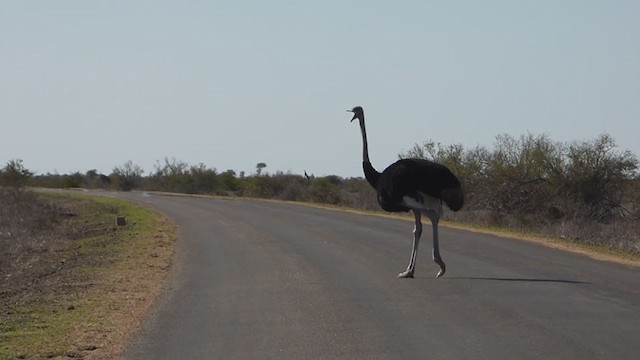 Common Ostrich - ML228671321