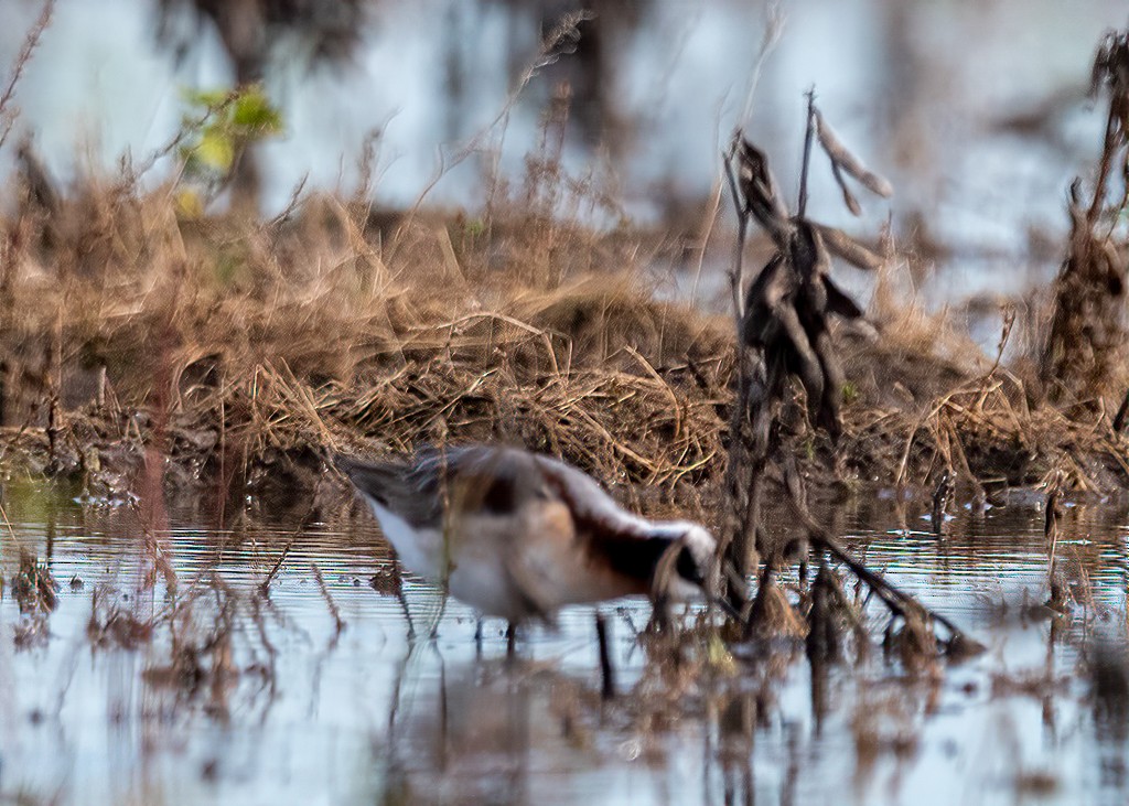 hvithalesvømmesnipe - ML228671851