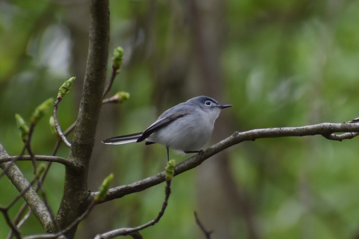 Blue-gray Gnatcatcher - ML228672031