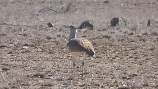 Kori Bustard - ML228673081