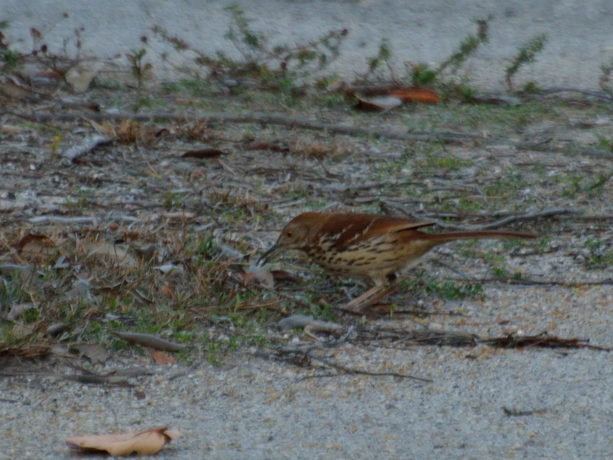 Brown Thrasher - ML228674351