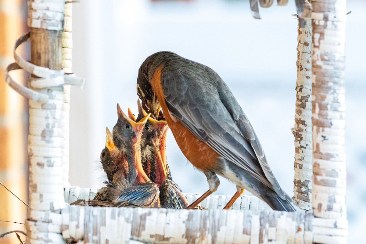 American Robin - ML228675311