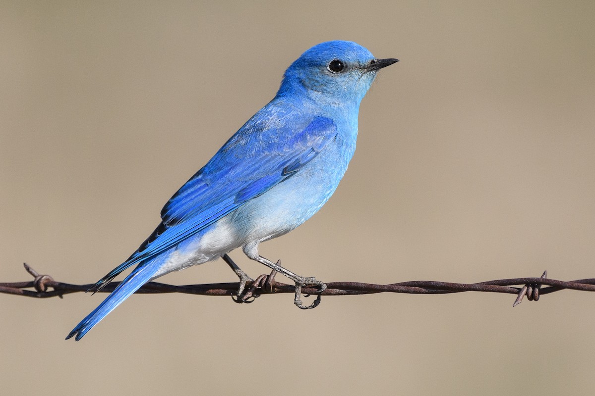 Mountain Bluebird - ML228676221