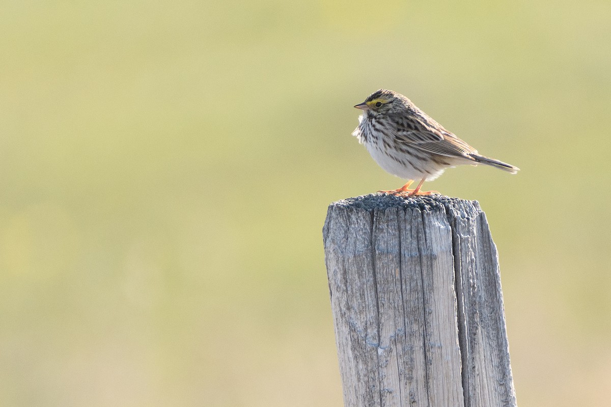 Savannah Sparrow - ML228676261