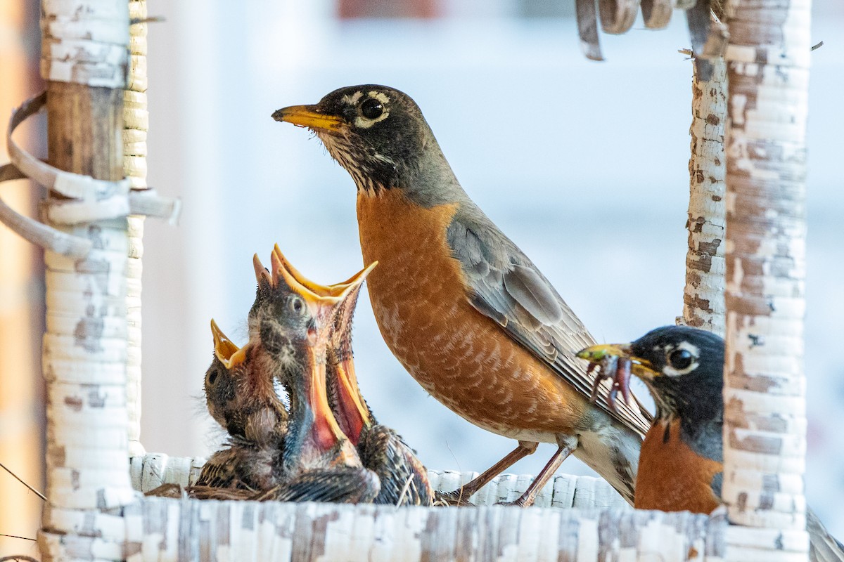 American Robin - ML228676281