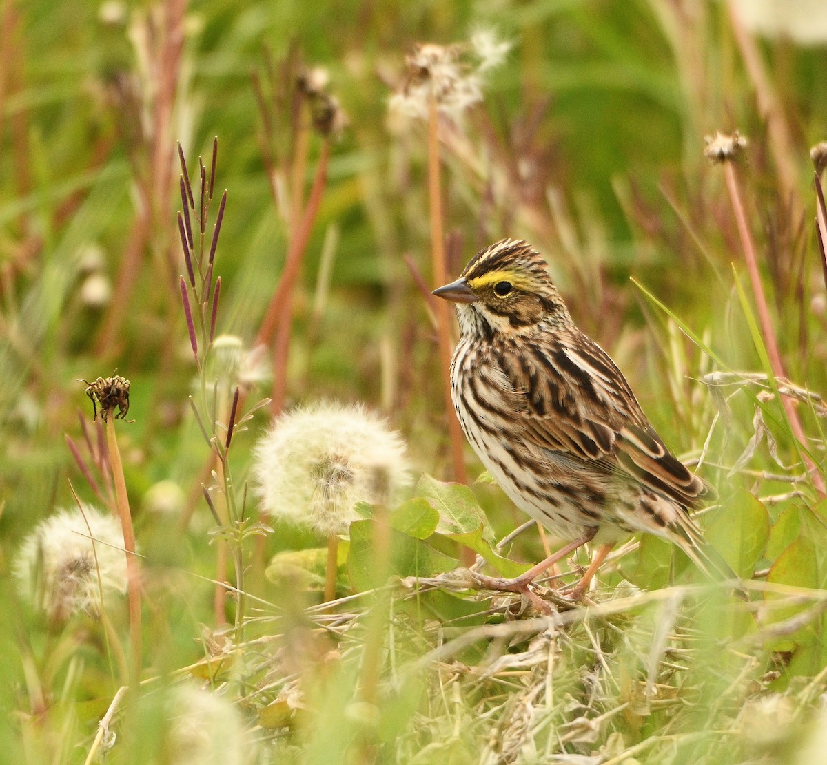 Savannah Sparrow - ML228676531
