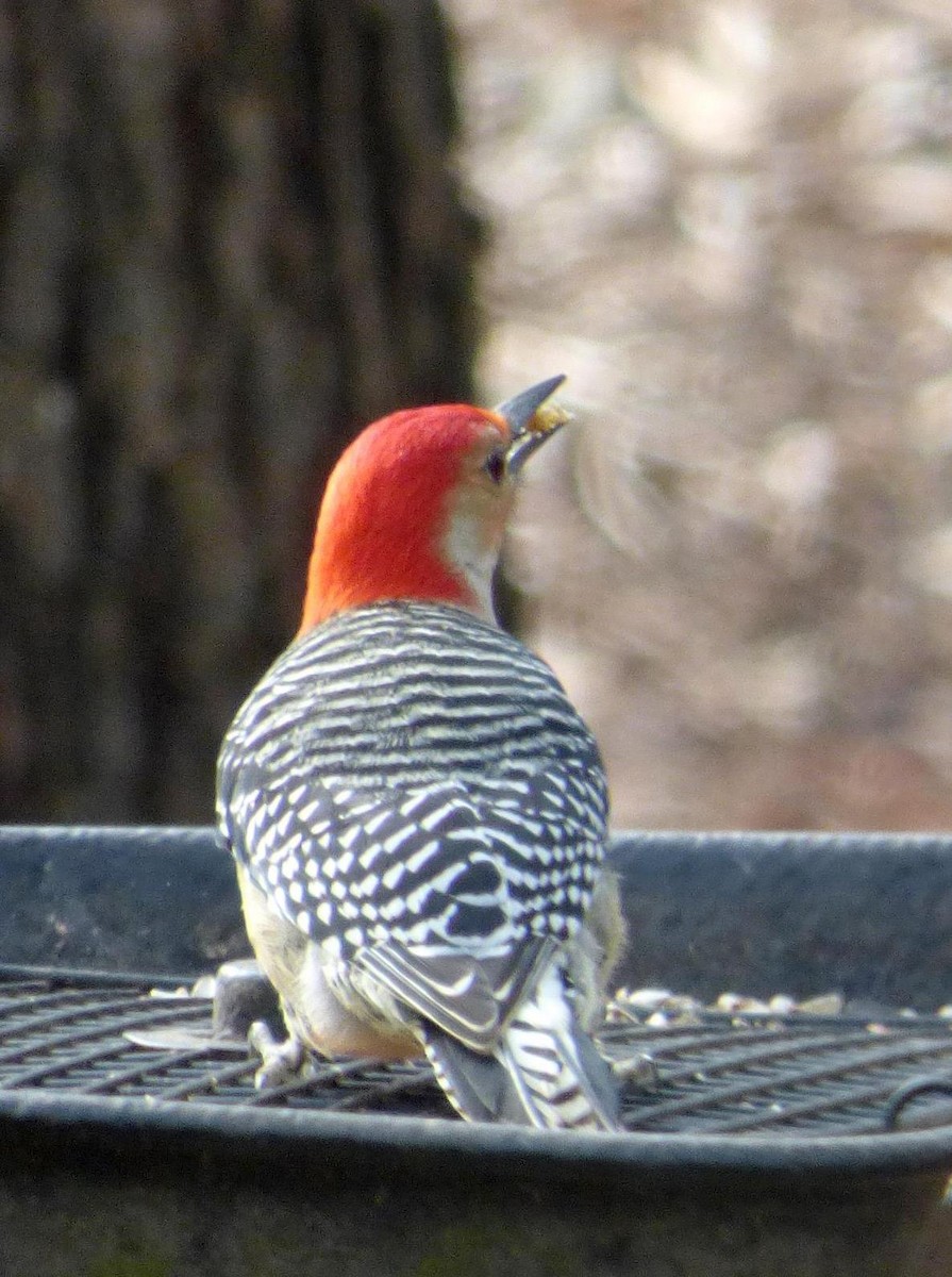 Red-bellied Woodpecker - Elaine  Douglas