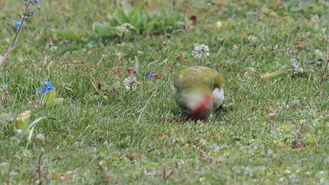 Eurasian Green Woodpecker - ML228678161