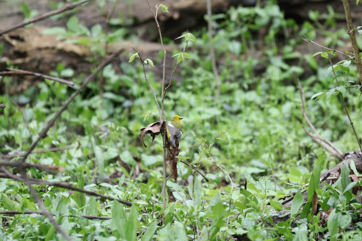 Blue-winged Warbler - ML228679011