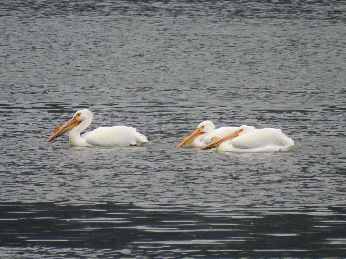 American White Pelican - ML228680151