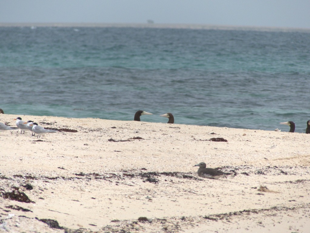 Brown Booby - ML228680781