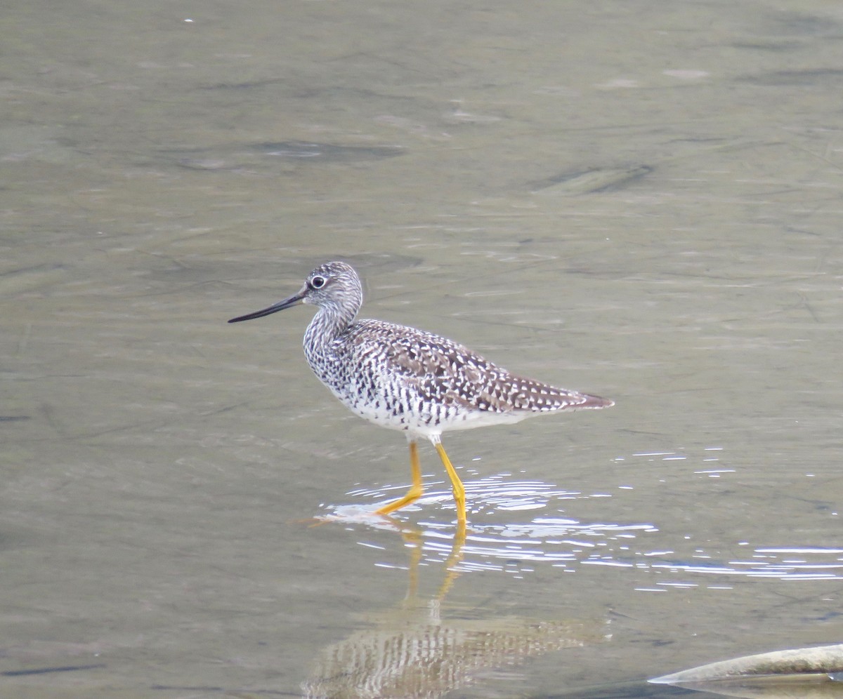 Greater Yellowlegs - Chris Murrell